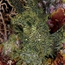 rhinopias_lacy_crci_mb_v_0373_png3306.jpg